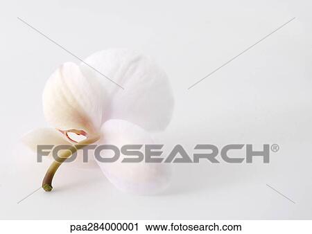 Orchid flower View Large Photo Image Stock Image - Orchid flower. Fotosearch