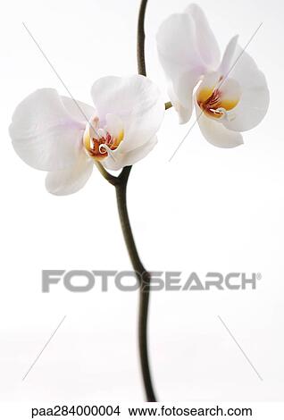 Orchid View Large Photo Image Picture - Orchid. Fotosearch