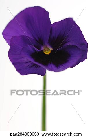 Pansy, close-up View Large Photo Image Stock Image - Pansy, close-up. Fotosearch
