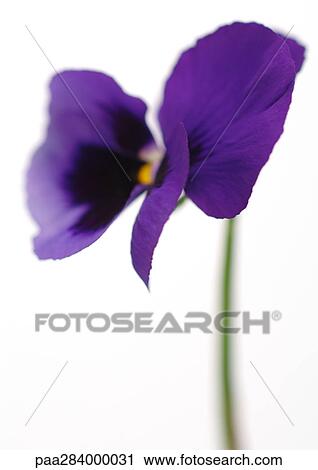 Pansy, close-up View Large Photo Image Stock Image - Pansy, close-up. Fotosearch