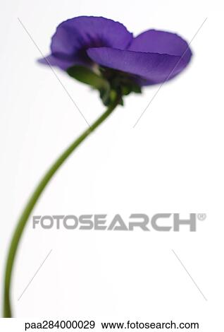 Pansy, close-up View Large Photo Image Stock Photo - Pansy, close-up. Fotosearch
