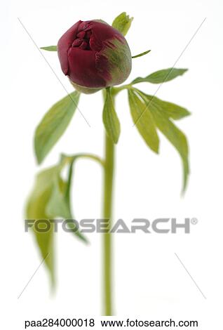 Peony bud View Large Photo Image Stock Photo - Peony bud. Fotosearch