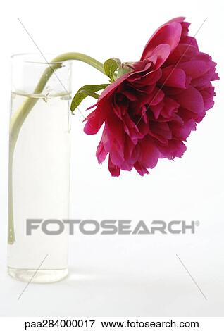 Peony in vase View Large Photo Image Stock Photo - Peony in vase. Fotosearch