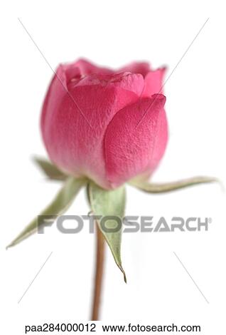 Pink rose, close-up View Large Photo Image Stock Image - Pink rose, close-up. Fotosearch