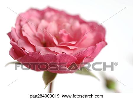 Pink rose in bloom, close-up View Large Photo Image Stock Photo - Pink rose in bloom, close-up. Fotosearch