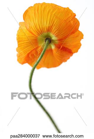 Stock Photo - Poppy. Fotosearch