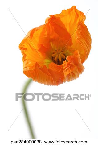 Poppy View Large Photo Image Stock Photo - Poppy. Fotosearch