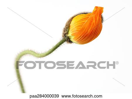 Stock Photo - Poppy. Fotosearch