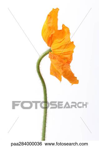 Poppy View Large Photo Image Stock Photograph - Poppy. Fotosearch