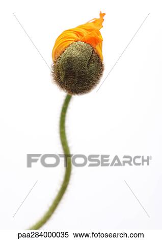 Poppy View Large Photo Image Stock Photography - Poppy. Fotosearch