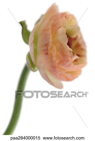 Stock Photography - Ranunculus flower, close-up. Fotosearch
