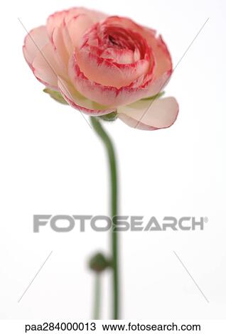 Ranunculus flower View Large Photo Image Stock Image - Ranunculus flower. Fotosearch