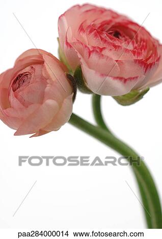 Ranunculus flowers, close-up View Large Photo Image Picture - Ranunculus flowers, close-up. Fotosearch