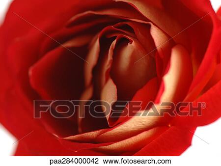 Stock Image - Red rose, close-up. Fotosearch