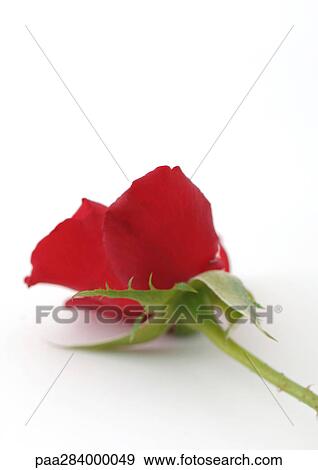 Red rose View Large Photo Image Stock Photo - Red rose. Fotosearch