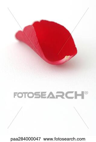 Stock Photo - Rose petal. Fotosearch