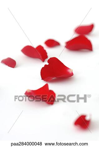 Rose petals View Large Photo Image Stock Photo - Rose petals. Fotosearch