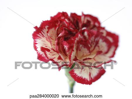 Variegated carnation, close-up View Large Photo Image Stock Image - Variegated carnation, close-up. Fotosearch