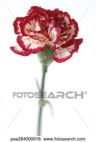 Variegated carnation, close-up View Large Photo Image Stock Photograph - Variegated carnation, close-up. Fotosearch
