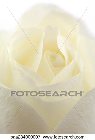 White rose, close-up View Large Photo Image Stock Photo - White rose, close-up. Fotosearch