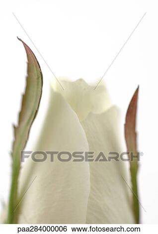 White rose, close-up View Large Photo Image Stock Photograph - White rose, close-up. Fotosearch