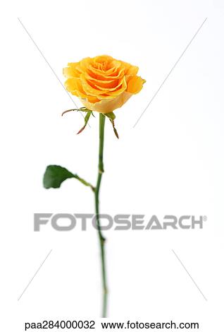 Yellow rose View Large Photo Image Stock Image - Yellow rose. Fotosearch