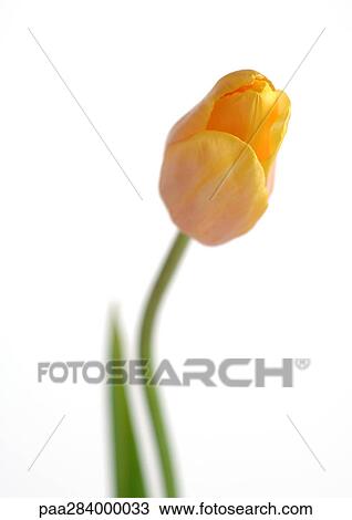Yellow tulip View Large Photo Image Stock Image - Yellow tulip. Fotosearch