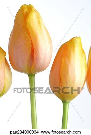 Yellow tulips, close-up View Large Photo Image Picture - Yellow tulips, close-up. Fotosearch