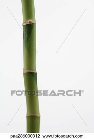 Bamboo, close-up View Large Photo Image Stock Image - Bamboo, close-up. Fotosearch