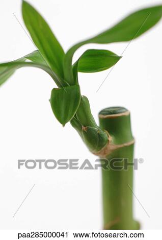 Bamboo, close-up View Large Photo Image Stock Image - Bamboo, close-up. Fotosearch