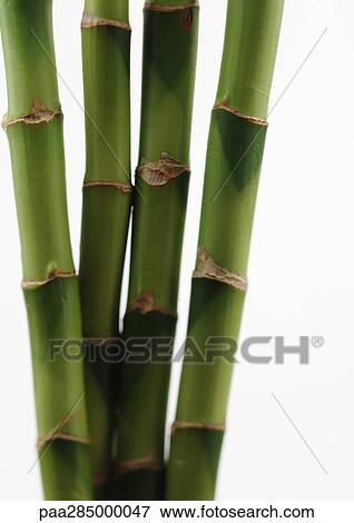 Bamboo, close-up View Large Photo Image Stock Photo - Bamboo, close-up. Fotosearch