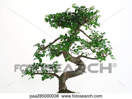 Stock Photograph - Bonsai tree. Fotosearch