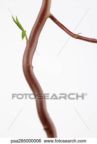 Branch, close-up View Large Photo Image Stock Photograph - Branch, close-up. Fotosearch