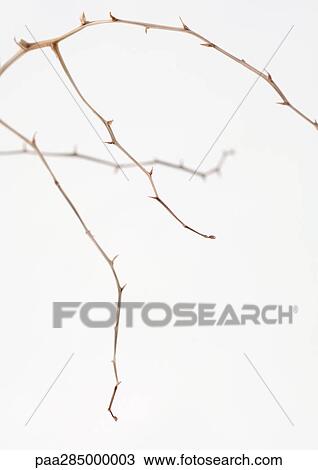 Stock Image - Branches. Fotosearch