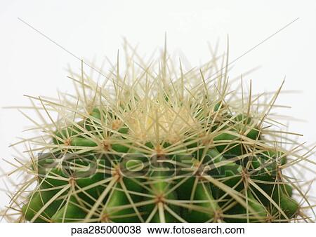 Cactus, close-up View Large Photo Image Stock Photo - Cactus, close-up. Fotosearch
