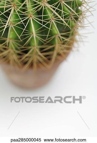 Cactus, high angle view View Large Photo Image Stock Photography - Cactus, high angle view. Fotosearch