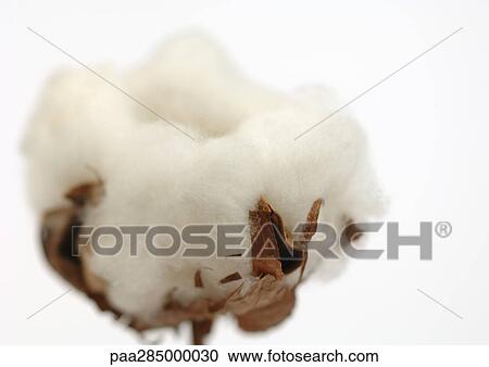 Cotton boll, close-up View Large Photo Image Stock Image - Cotton boll, close-up. Fotosearch
