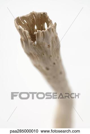 Driftwood, close-up View Large Photo Image Stock Image - Driftwood, close-up. Fotosearch