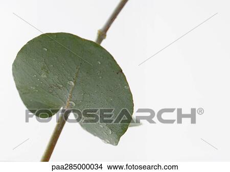 Eucalyptus, close-up View Large Photo Image Picture - Eucalyptus, close-up. Fotosearch