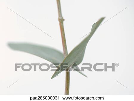 Eucalyptus, close-up View Large Photo Image Stock Image - Eucalyptus, close-up. Fotosearch