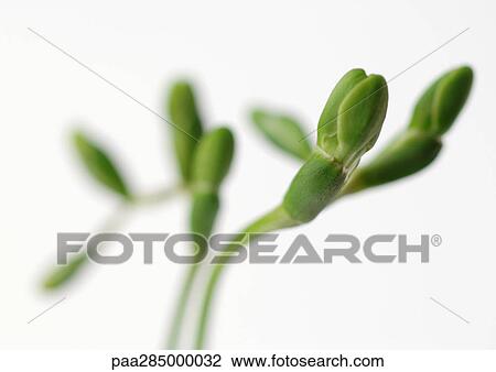 Stock Image - Freesia buds, close-up. Fotosearch