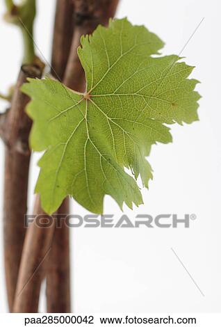 Grapevine, close-up View Large Photo Image Stock Image - Grapevine, close-up. Fotosearch