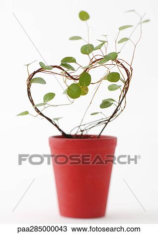 Heart-shaped topiary View Large Photo Image Stock Image - Heart-shaped topiary. Fotosearch