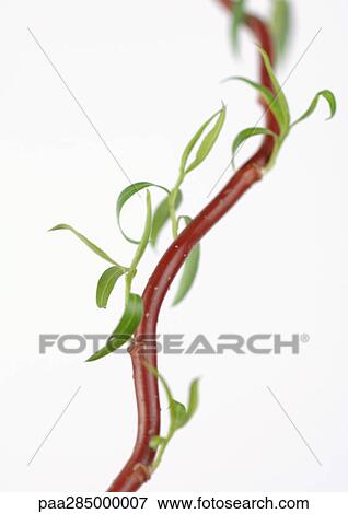 Stock Photo - Leafy branch. Fotosearch