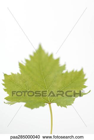 Maple leaf, close-up View Large Photo Image Stock Image - Maple leaf, close-up. Fotosearch