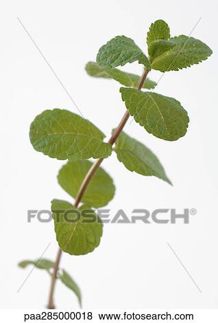Stock Photo - Mint. Fotosearch