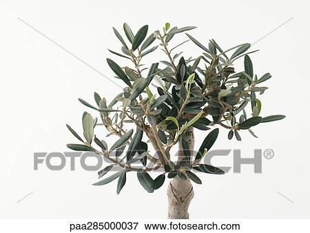 Stock Photo - Olive tree. Fotosearch