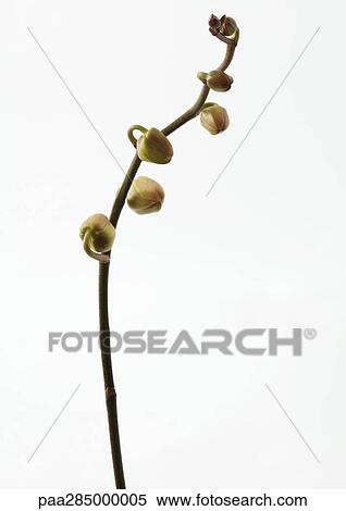 Orchid stem with buds View Large Photo Image Stock Photography - Orchid stem with buds. Fotosearch