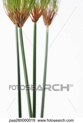 Papyrus View Large Photo Image Stock Photo - Papyrus . Fotosearch