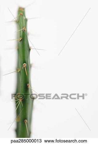 Stock Image - Prickly pear cactus, close-up. Fotosearch